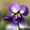 Symbole de la fleur la violette