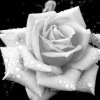 Symbole de la rose blanche
