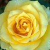 Symbole de la rose jaune