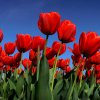 Symbole de la fleur la tulipe